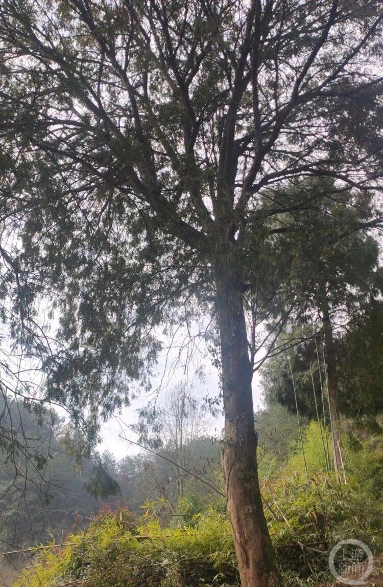 判6个月罚1000元！重庆男子私挖4棵红豆杉移植到自家门前当